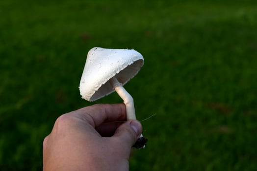 Poisonous mushrooms. Toadstool in hand in the garden. photo