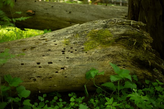 A dry tree in the forest. A rotted log. An old trunk. photo