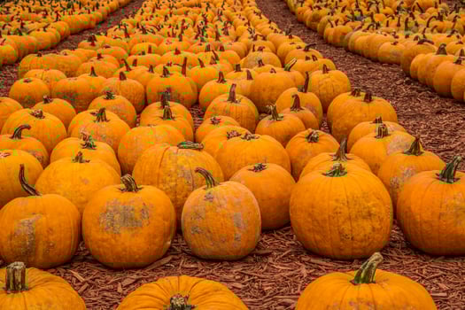Rows of freshly picked pumpkins photo