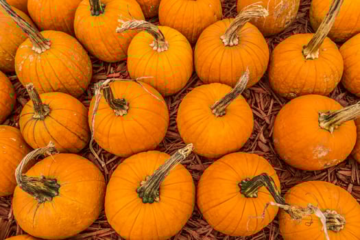 Freshly picked pumpkins photo