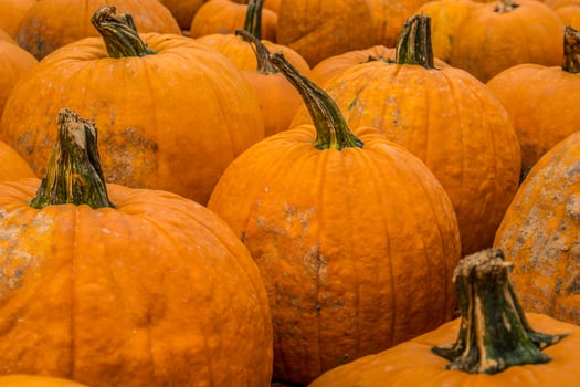Lots of pumpkins together photo
