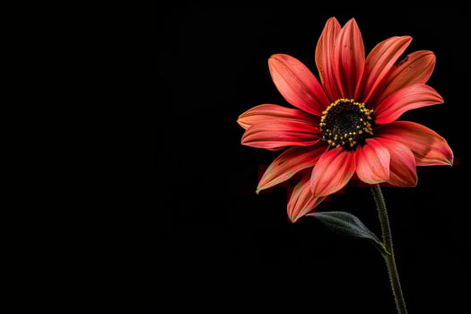 A single red flower is shown against a black background photo