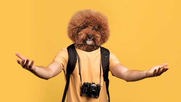 A person stands against a vibrant yellow backdrop, wearing a casual yellow shirt and a backpack. The individual's head is humorously replaced by a fluffy dog head photo