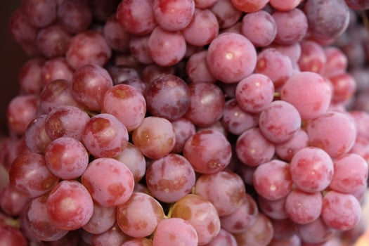 The Red Globe is a variety of very large, seeded red grapes with firm flesh used mainly as a table grape. Vitis vinifera 'Red Globe' photo