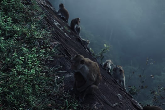 Animal wildlife, monkey photo