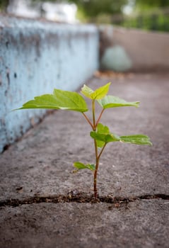 A tree sprout makes its way through a crack in concrete. Challenge in Life or Business Concept. Economic Crisis Symbol. photo