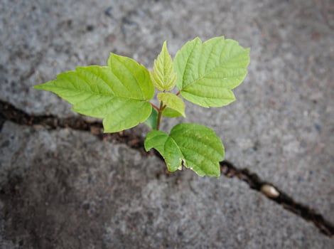 The plants grow on the cement floor with patience. Challenge in Life or Business Concept. Economic Crisis Symbol. New Green Sprout Plant Growth in Cracked Concrete photo