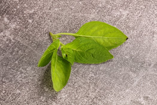 Raw green basil leaves seasoning photo