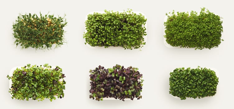 Growing micro greens isolated on white background, copy space, top view. Assortment of baby sprouts in plastic bowls, mockup for healthy eating and organic restaurant cooking advertisement photo