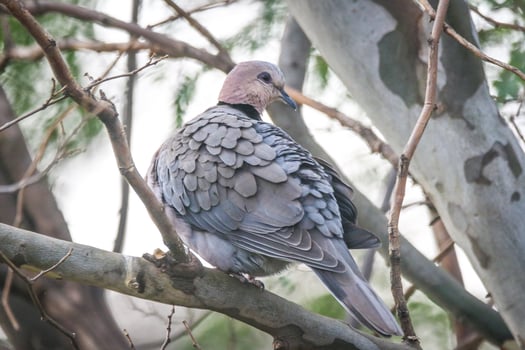 Graceful The Dove's Feathered Rest photo