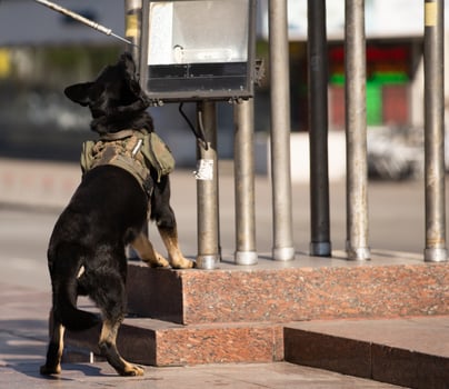 Portrait of working police dog photo