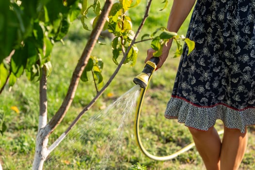 Woman watering the garden with a hose in the summer photo