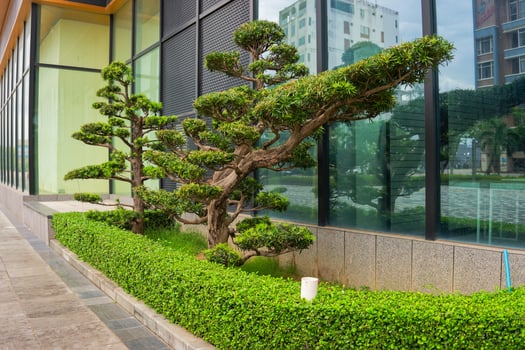 Green Tree Next to Glass Building photo