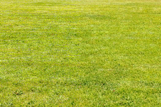 surface of trimmed green lawn on sunny summer day photo