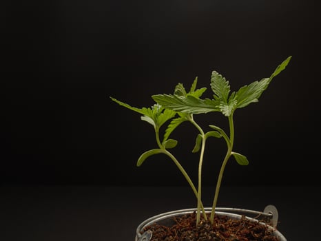 Cannabis seedling in a potted against a black background photo