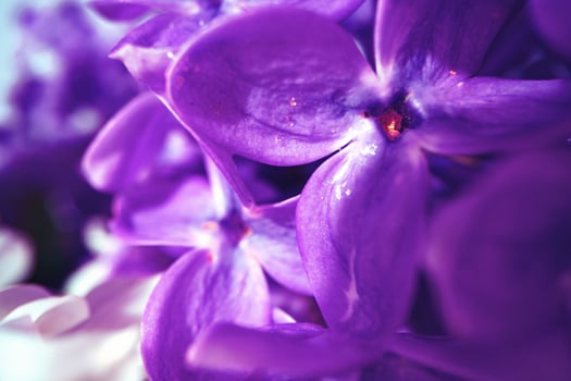 Macro image of spring lilac violet flowers photo