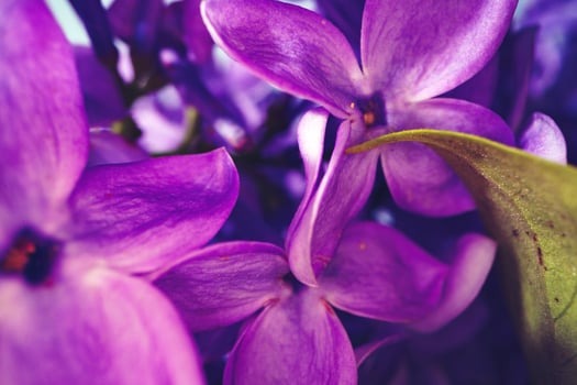 Macro image of spring lilac violet flowers photo