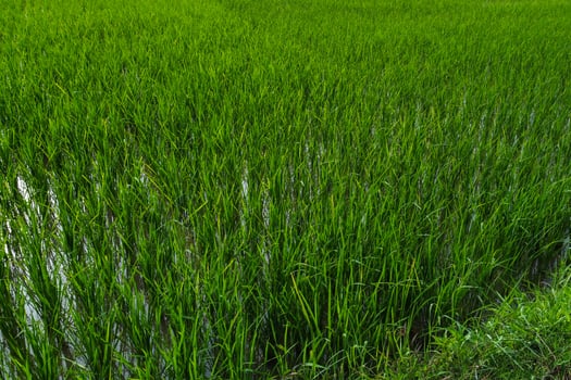 Views of neatly lined rice fields, creating a peaceful and beautiful atmosphere photo