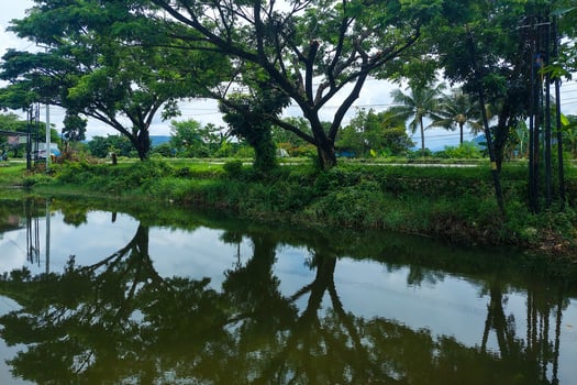 The trees on the edge of the lake cast shadows in the morning photo