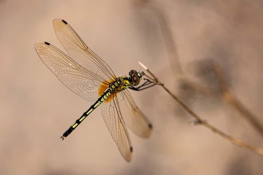 The Tiger Dragonfly Resting on a Branch photo