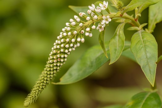 The Green-White Forest Flower photo