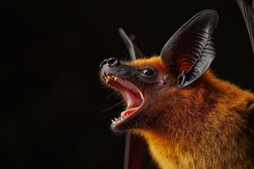 A bat with its mouth open and its mouth open photo