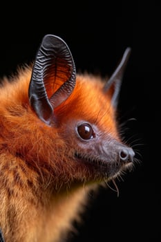 A close up of a bat with a black background photo