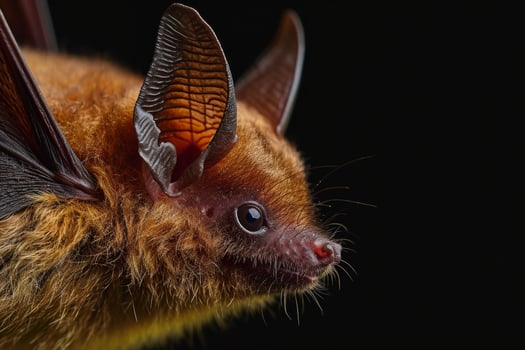 A close up of a bat with its wings spread photo