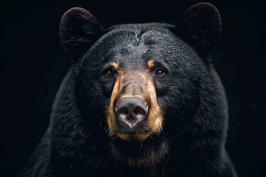 A black bear with brown spots photo