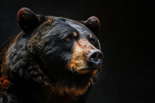 A black bear is looking into the distance photo