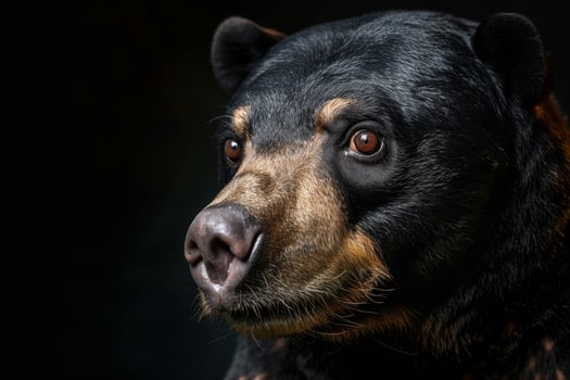 A close up of a black bear with brown eyes photo