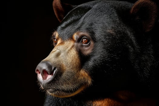 A close up of a black bear with brown eyes photo