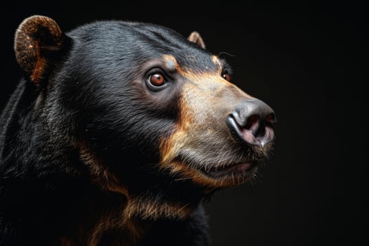 A black bear with a big nose and brown eyes photo