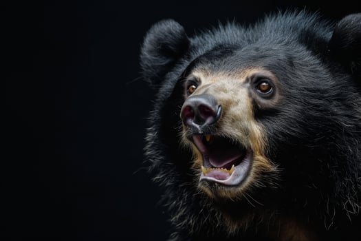 A black bear with its mouth open and its mouth open photo