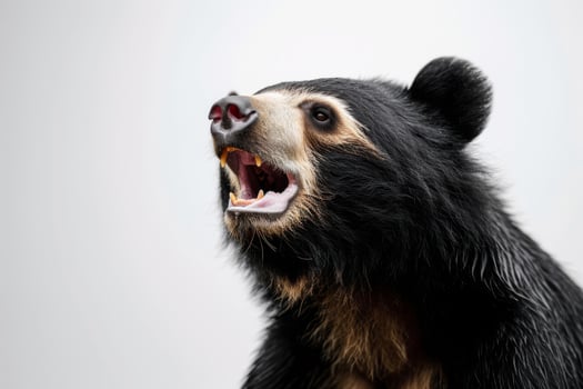 A black bear with its mouth open and its teeth showing photo