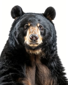 A black bear is sitting in front of a white background photo
