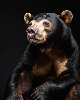 A black bear sitting on a black background photo
