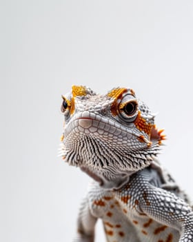 A bearded lizard with orange and white markings photo