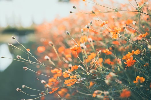 Wild field with blooming yellow flowers photo