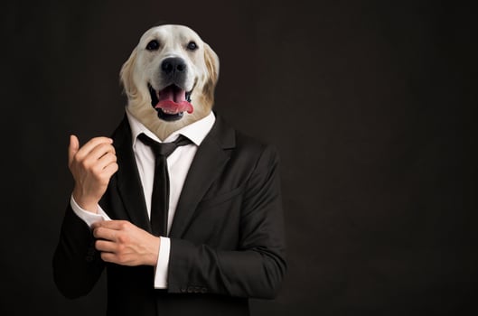 A man dressed in a sharp black suit adjusts his cufflinks while displaying a comical golden retriever head instead of his own. Contrasting elements of formal attire and the playful canine, copy space photo
