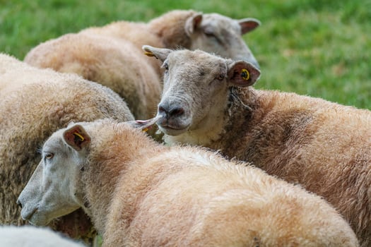 sheeps on a meadow in germany photo