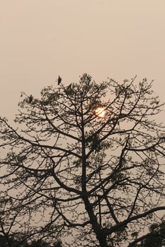 afternoon sunrise in the middle of the tree photo