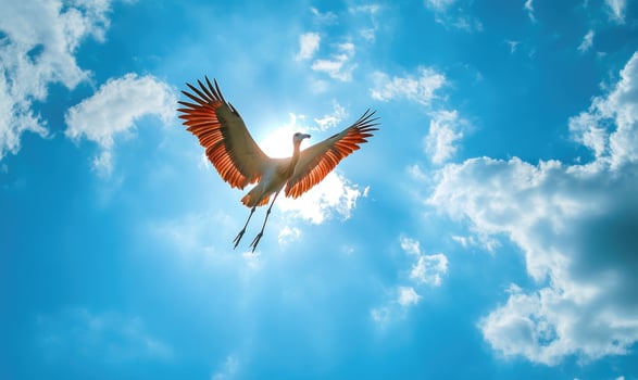 A stork flying gracefully, soft light shining on its wings photo