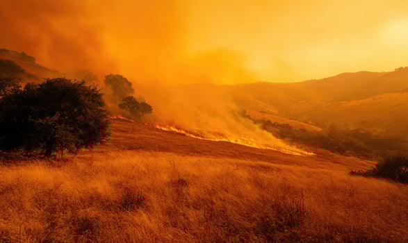 A wildfire blazing through a forested area, thick smoke billowing into the sky photo