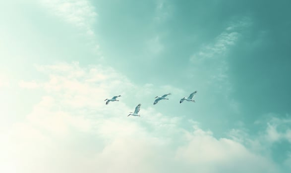 Storks flying across the sky photo