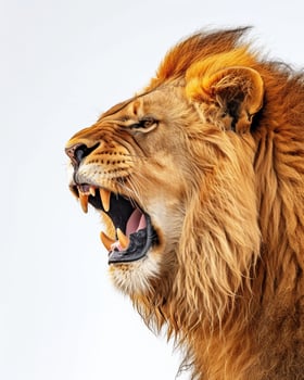 Lion roaring on white background photo