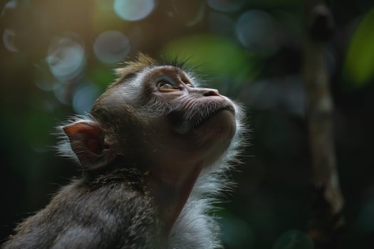 A monkey looks up at the sky in the forest photo