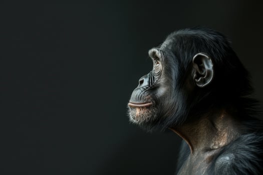 A chimpan is looking off to the side photo