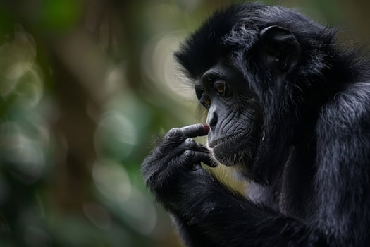 A black monkey with its hand on its mouth photo