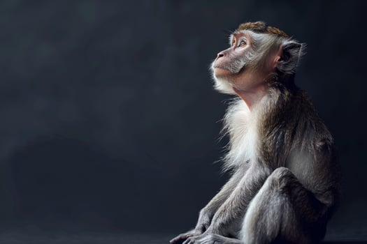 A monkey sitting on a black background photo